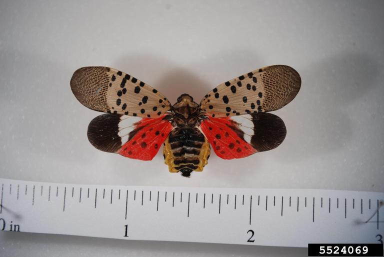An adult Spotted Lantern Fly