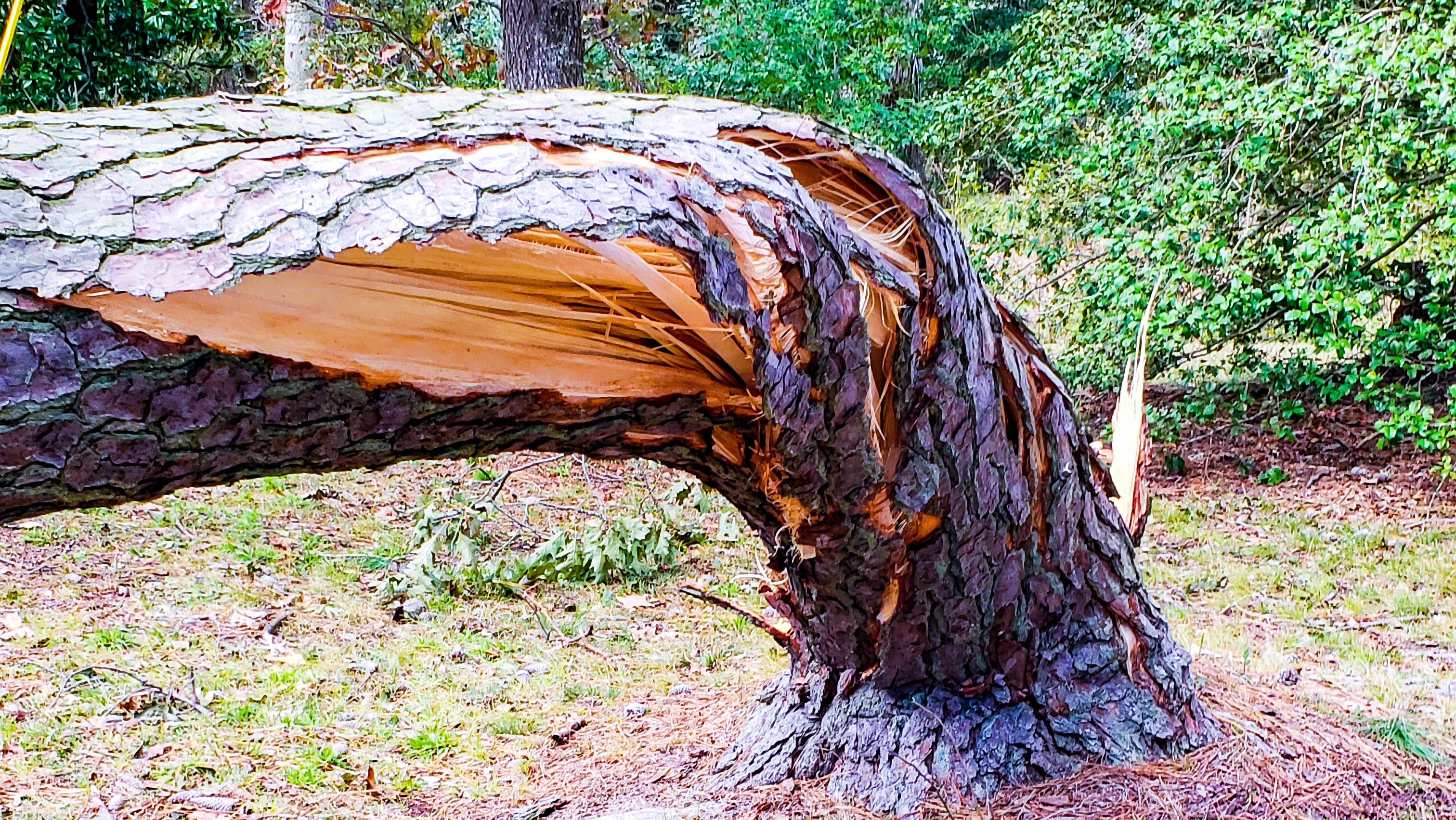 Broken Tree Trunk