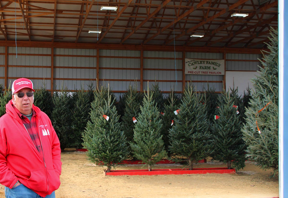 Cawley Farms Christmas Trees