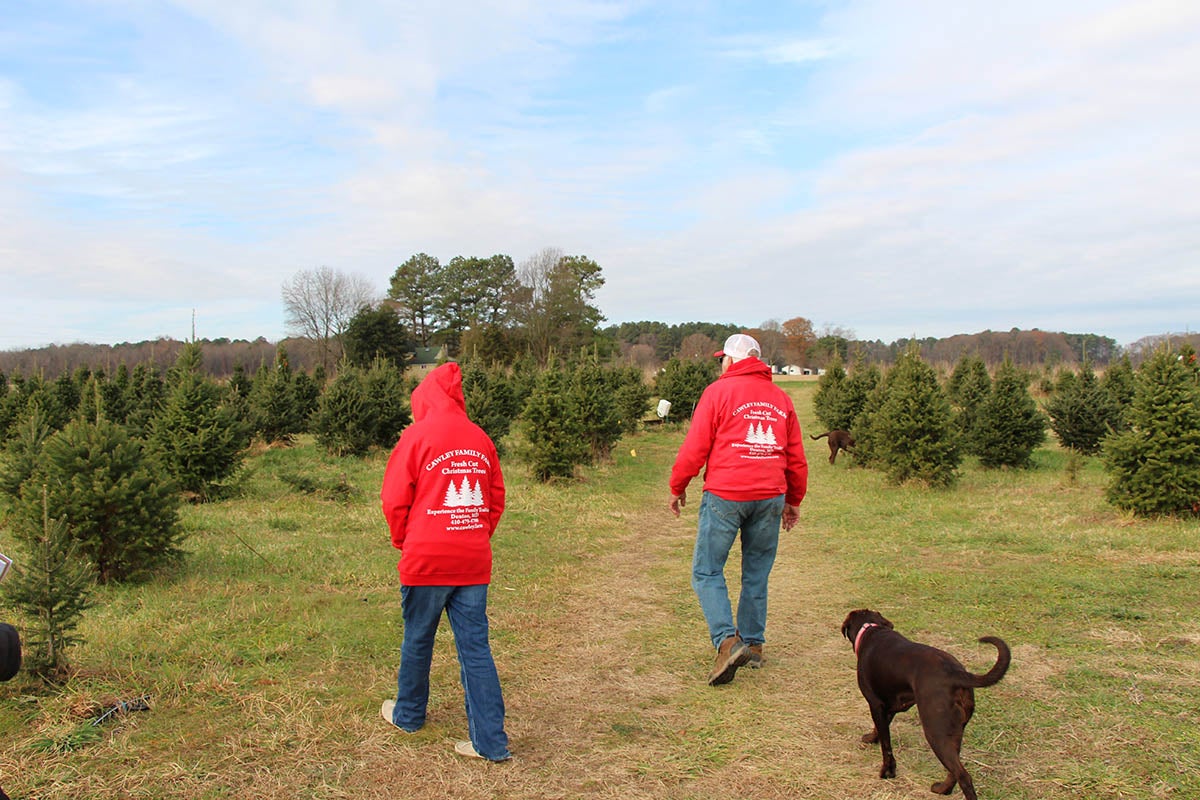 Cawley Farms Christmas Trees